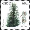 Colnect-1955-121-Yew-taxus-baccata.jpg