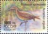 Colnect-525-490-Curlew-Numenius-arquata.jpg