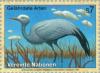 Colnect-139-074-Blue-Crane-Anthropoides-paradisea.jpg
