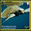 Colnect-5612-242-Olive-Ridley-Sea-Turtle.jpg