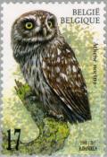 Colnect-187-415-Little-Owl-Athene-noctua.jpg
