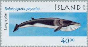 Colnect-165-413-Fin-Whale-Balaenoptera-physalus.jpg
