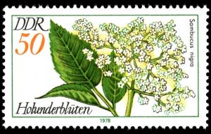 Colnect-1980-201-Flowers-of-the-Black-Elder-Sambucus-nigra.jpg