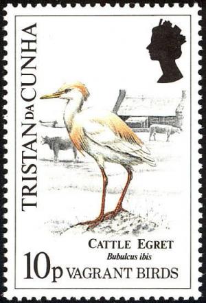 Colnect-2606-248-Cattle-Egret-Bubulcus-ibis.jpg
