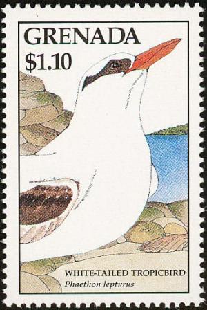 Colnect-4398-830-White-tailed-tropicbird.jpg