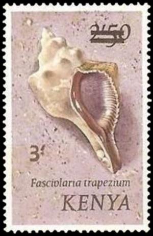 Colnect-4500-953-Trapezium-Horse-Conch-Fasciolaria-trapezium.jpg