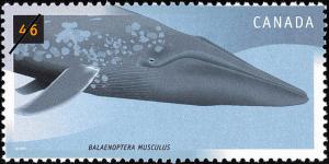 Colnect-583-263-Blue-Whale-Balaenoptera-musculus.jpg