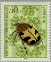 Colnect-155-546-Bee-Beetle-Trichius-fasciatus-Parsnip-Pastinaca-sativa.jpg