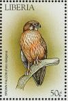 Colnect-1641-832-Brown-Falcon-Falco-berigora.jpg