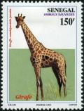 Colnect-1408-064-West-African-Giraffe-Giraffa-camelopardalis-peralta.jpg