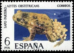 Colnect-649-152-Common-Midwife-Toad-Alytes-obstetricans.jpg