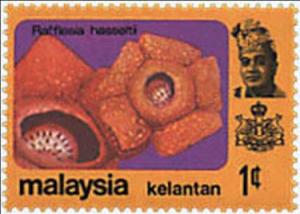 Colnect-4180-086-Rafflesia-hasseltii.jpg