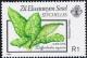 Colnect-3499-112-Dieffenbachia-seguine.jpg