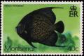 Colnect-2757-345-Gray-Angelfish-Pomacanthus-arcuatus.jpg