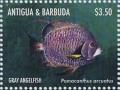 Colnect-5219-326-Gray-Angelfish-Pomocanthus-arcuatus.jpg