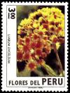 Colnect-1406-449-Peruvian-flowers---Liabum-excelsum.jpg