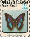 Colnect-2271-737-Butterfly-Prepona-brooksiana.jpg