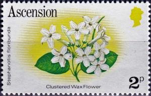 Colnect-4230-340-Clustered-Wax-Flower-Stephanotis-floribunda.jpg