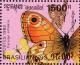 Colnect-1275-601-Butterfly-Lasiomatta-shakra.jpg
