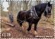 Colnect-2021-834-Forestry-Horses.jpg