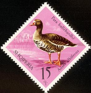 Colnect-1473-878-Greater-White-fronted-Goose-Anser-albifrons.jpg