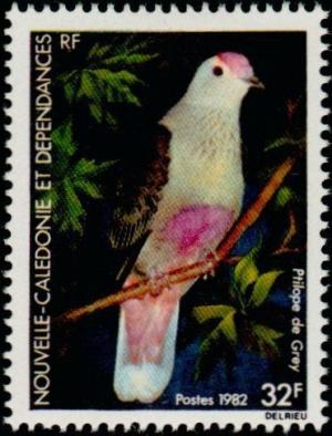 Colnect-853-949-Red-bellied-Fruit-dove-Ptilinopus-greyi.jpg