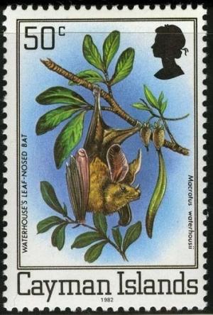 Colnect-1676-422-Waterhouse-s-Leaf-nosed-Bat-Macrotus-waterhousii.jpg