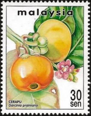 Colnect-4142-462-Rare-Fruits-of-Malaysia-Garcinia-prainiana.jpg