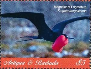 Colnect-6359-400-Magnificent-Frigatebird---Fregata-magnificens.jpg
