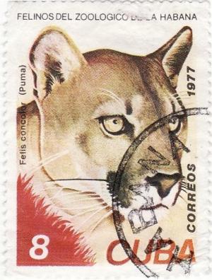 Colnect-931-242-Cougar-Felis-concolor.jpg