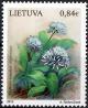 Colnect-5784-659-Wild-Garlic-Allium-ursinum.jpg