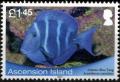 Colnect-3460-518-Blue-Tang-Surgeonfish-Acanthurus-caeruleus.jpg