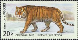 Colnect-2345-432-Siberian-Tiger-Panthera-tigris-altaica.jpg