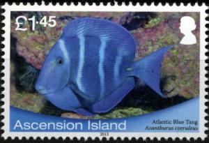 Colnect-3460-518-Blue-Tang-Surgeonfish-Acanthurus-caeruleus.jpg