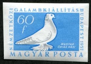 Colnect-4016-017-Hungarian-Giant-Pigeon-Columba-livia-forma-domestica.jpg