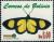 Colnect-5785-560-Tiger-Moth-Arctiidae.jpg