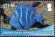 Colnect-3460-519-Blue-Tang-Surgeonfish-Acanthurus-caeruleus.jpg