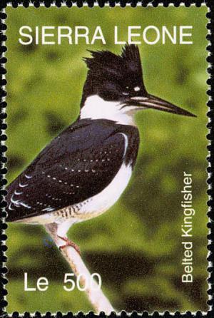 Colnect-1618-007-Belted-Kingfisher-Megaceryle-alcyon.jpg
