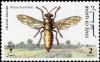 Colnect-4169-078-Yellow-Digger-Wasp-Stizus-marnonis.jpg