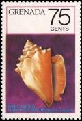 Colnect-2343-973-West-Indian-Fighting-Conch-Strombus-pugilis.jpg