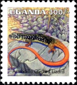 Colnect-6292-547-Armadillo-girdled-lizard-Lacerta-sp.jpg