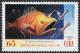 Colnect-852-918-Fanfin-Anglerfish-Caulophryne-sp.jpg