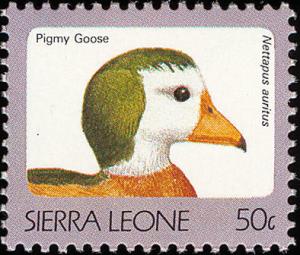 Colnect-1617-986-African-Pygmy-goose-Nettapus-auritus.jpg