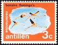 Colnect-3571-895-American-Flamingo-Phoenicopterus-ruber-Bonaire.jpg