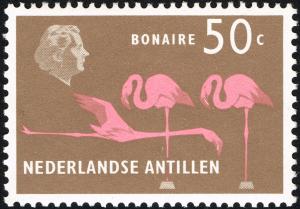 Colnect-2207-401-American-Flamingo-Phoenicopterus-ruber-Bonaire.jpg