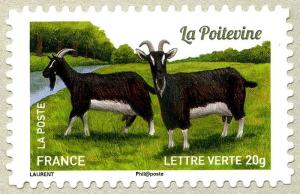 Colnect-2556-624-Poitevine-Goat-Capra-aegagrus-hircus.jpg