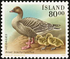 Colnect-3708-209-Pink-footed-Goose-Anser-brachyrhynchus-.jpg