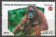 Colnect-4628-997-Orangutan-Pongo-pygmaeus.jpg