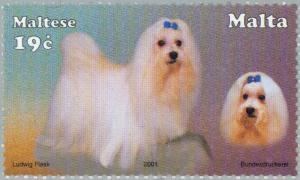 Colnect-131-497-Maltese-Dog-Canis-lupus-familiaris.jpg