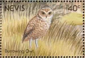 Colnect-1646-404-Burrowing-Owl-Athene-cunicularia.jpg